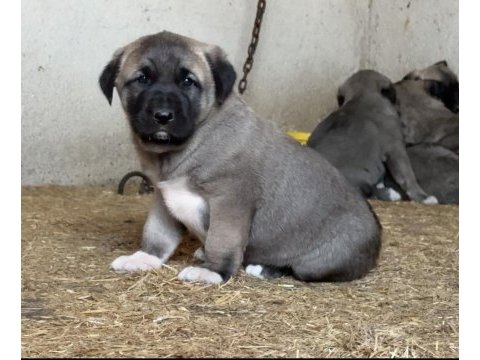 Türkiyenin meşhur kangal çiftliği