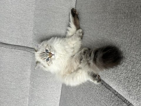 Çok oyuncu çok sıcak kanlı 4 aylık erkek british longhair