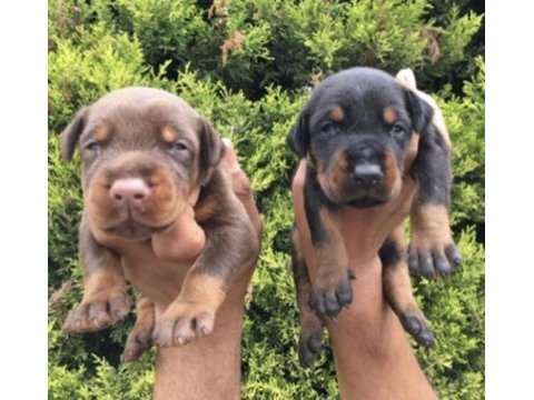 Secereli doberman yavrularım