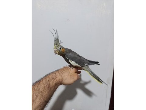 4 aylik erkek sultan papağanlar konuşan