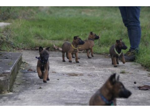 Mükemmel kan hattı ırk garantili şecereli malinois yavrular