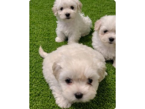 Maltese terrier miniklerim