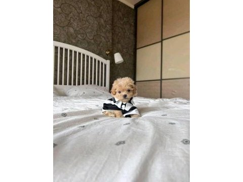 Irk ve sağlık garantili mini kore bebek yüz maltipoolar