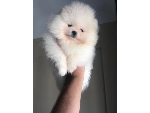 3 aylık dişi pomeranian boo orijinal boo