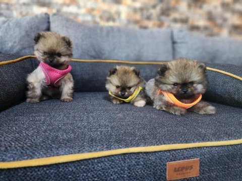 Saf kan tea cup pomeranian yavrularım