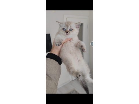 Sağlıklı pofuduk scottish fold yavrularımız teslime hazır