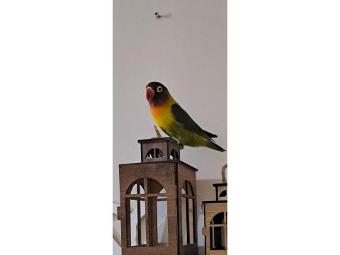 Cennet papağanı erkek
