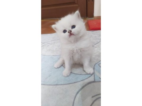 British longhair kedisi beyaz