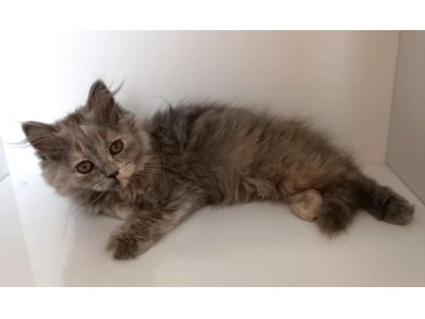 Sevimli ve pofuduk british longhair yavrumuz