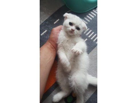 Acil 3 aylık dişi yavru