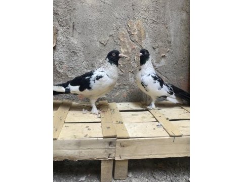 1 çift bozalı 1 adet dolapçı güvercin
