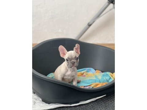 Exotic french bulldog renk yavrum
