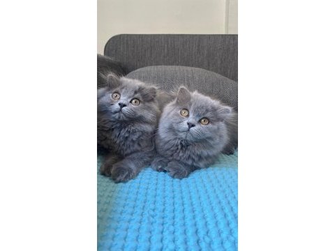 British longhair yavrularım