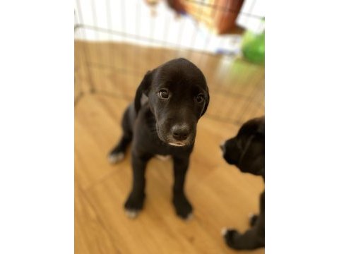 Labrador yavru köpeğimiz