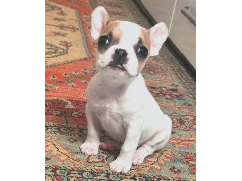 Dişi 1.5 aylık french bulldog