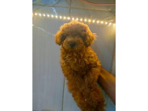 Sevimli ve oyuncu poodle yavrularımız