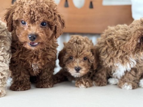 Wc eğitimli kore maltipoo yavrularımız