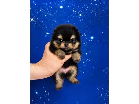 Pomeranian black tan en minik