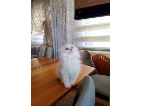 Scottish fold dişi