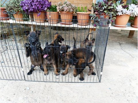 Belçika malinois dişi ve erkek mevcut