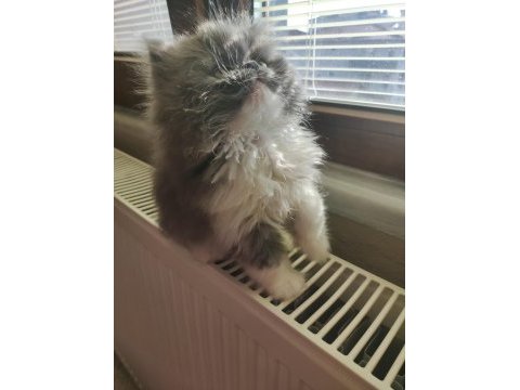 Pofuduk poğaçam persian kedimiz