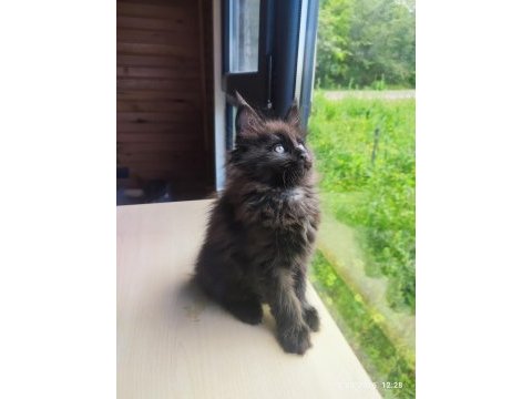Tüm aşı ve belgeler ile eksiksiz kayıtlı şecereli maine coon