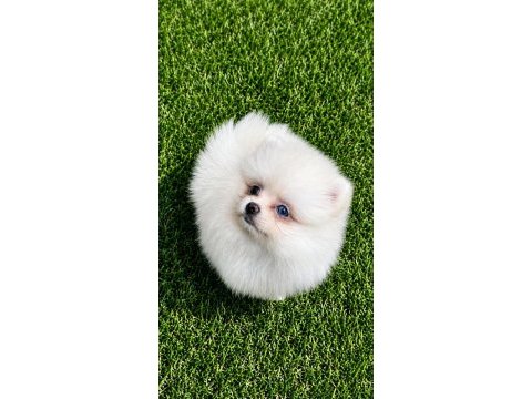 Bembeyaz mavi gözlü dişi pomeranian boo