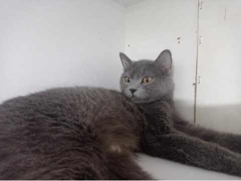 Dişi ve erkek british shorthair