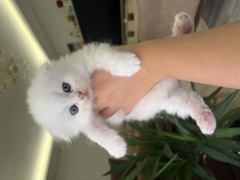 Bembeyaz mavi gözlü scottish fold yavrular