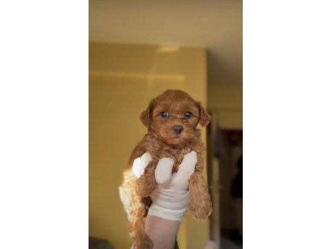 Şirin maltipoo bebeklerimiz yeni yuvasını arıyor