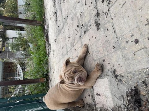 Egzotik ingiliz bulldog yavrularımız en iyisini isteyene