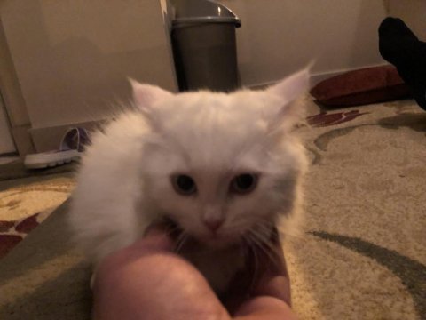 3 aylık british longhair kedimizi sahiplendireceğiz
