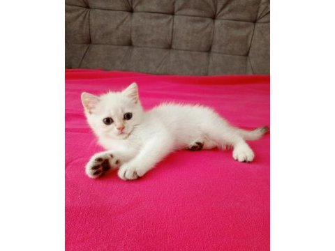 2 aylık erkek british shorthair yavrular