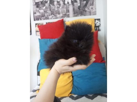 A kalite pomeranian yavruları