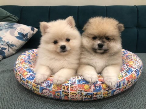 Pomeranian yavrular ırk sağlık garantili
