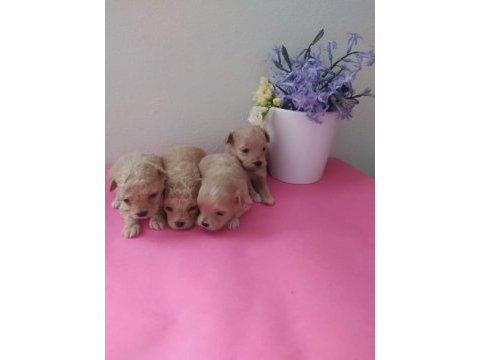 Dişi erkek pet eğitimli maltipoo yavrular