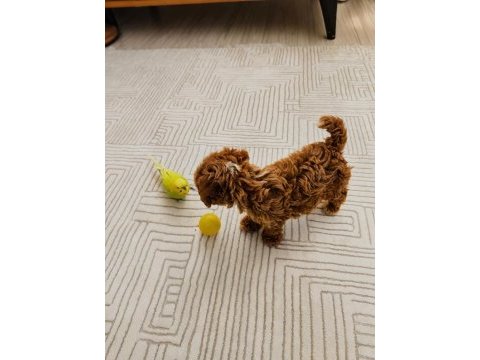 Ev üretimi gerçek teacup maltipoo