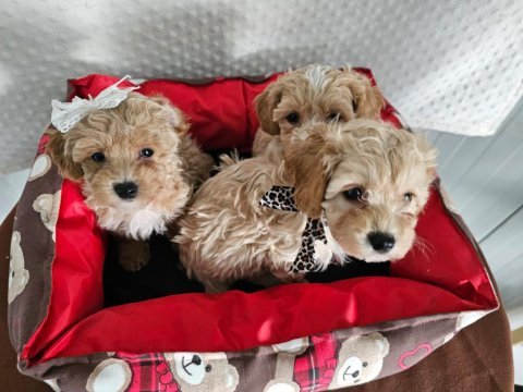 A1. sınıf maltipoo yavrular