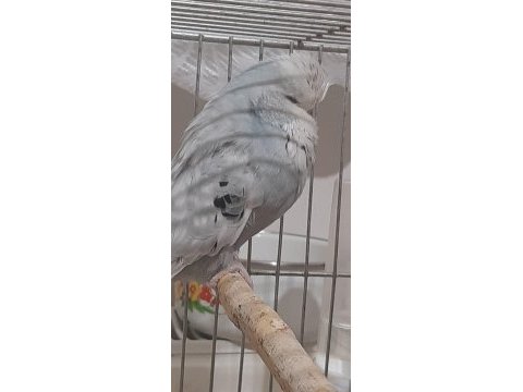 Sahiplendirilecek muhabbet kuşu