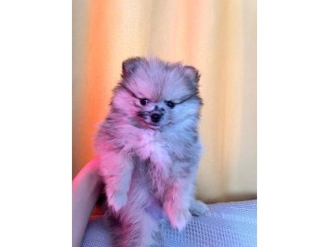 Pomeranian boo teddy bear