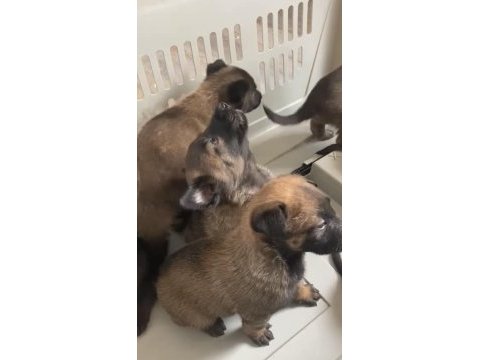 Belçika malinois yavruları