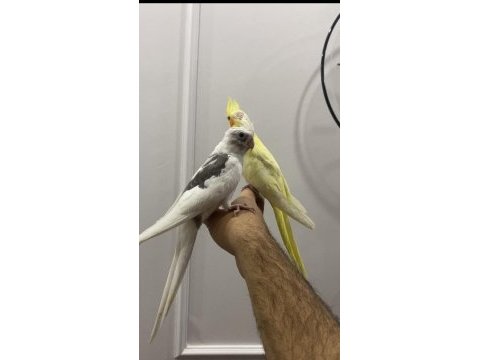 Yem kırmaya başlayan sultan papağanları