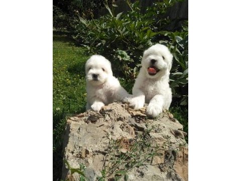 Maltese terrıer yavruları