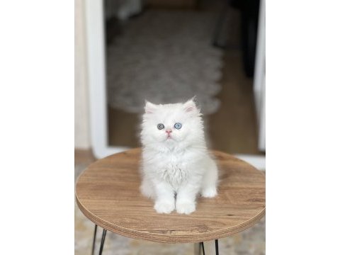 Gold eyes britiah longhair güzelliğim 