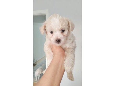 Ankara maltipoo