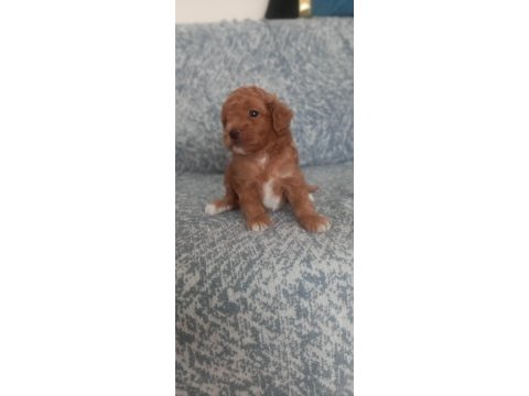 A kalite şecereli maltipoo yavrularımız
