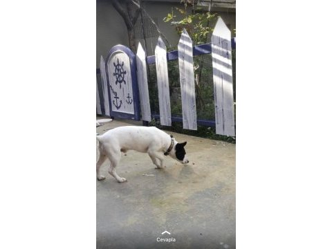 Jack russell 6 yaşında erkek