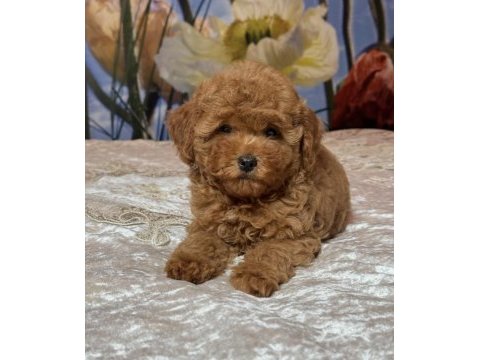 Tombik toy poodle bebekler