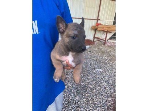 Süper malinois yavrularımız anne baba şampiyon