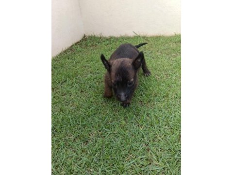Maskeli blue belçika malinois